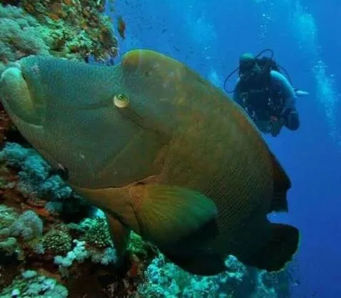 Shore diving in Sharm El Sheikh — photo 3