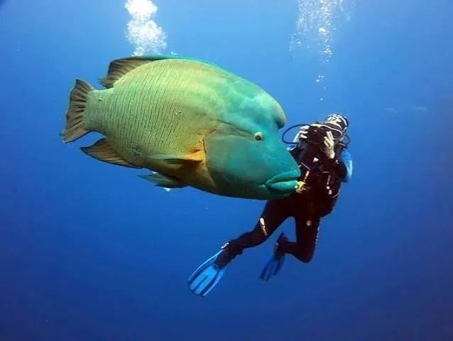 Shore diving in Sharm El Sheikh — photo 4