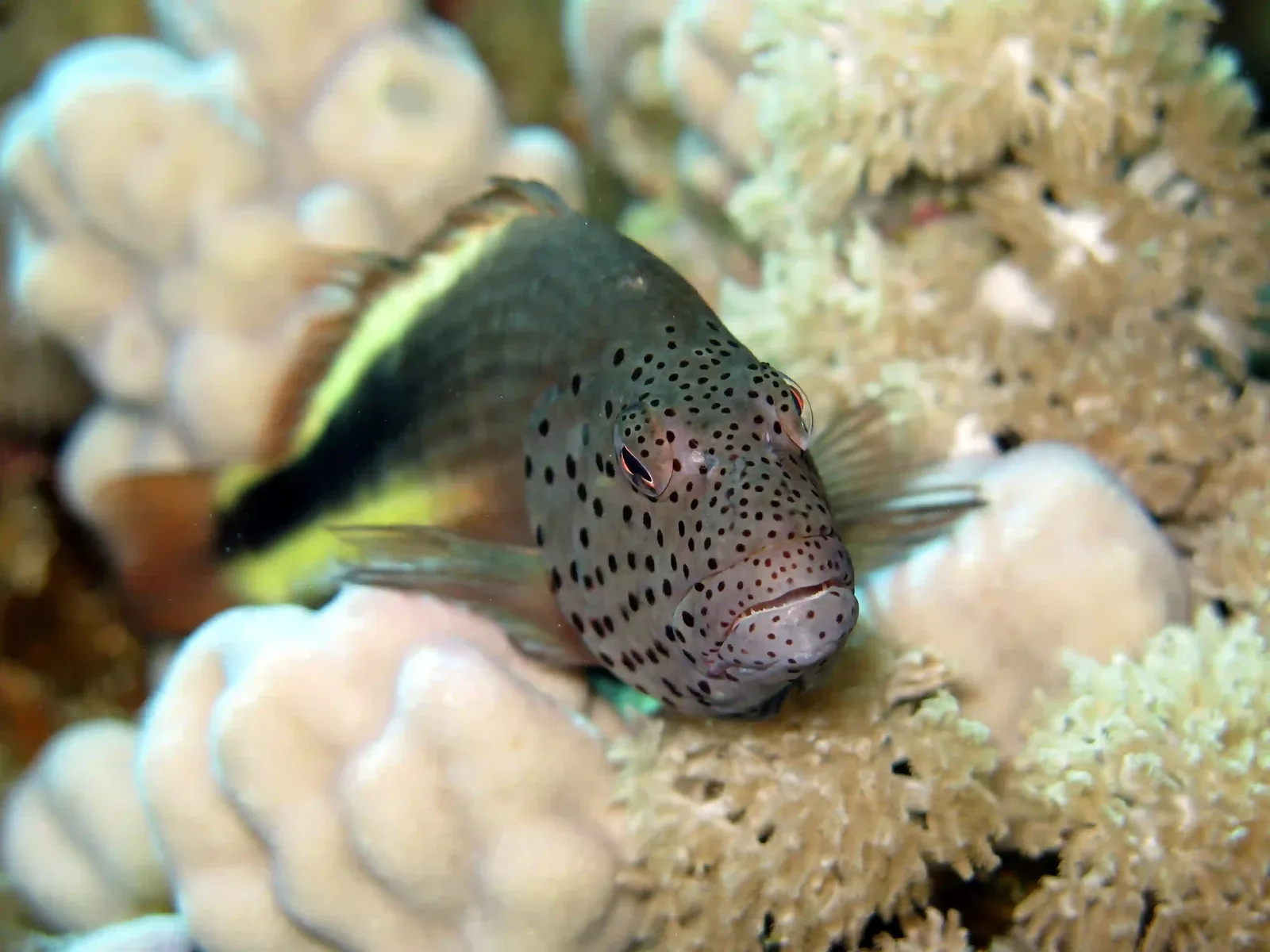 Shore diving in Sharm El Sheikh — photo 6
