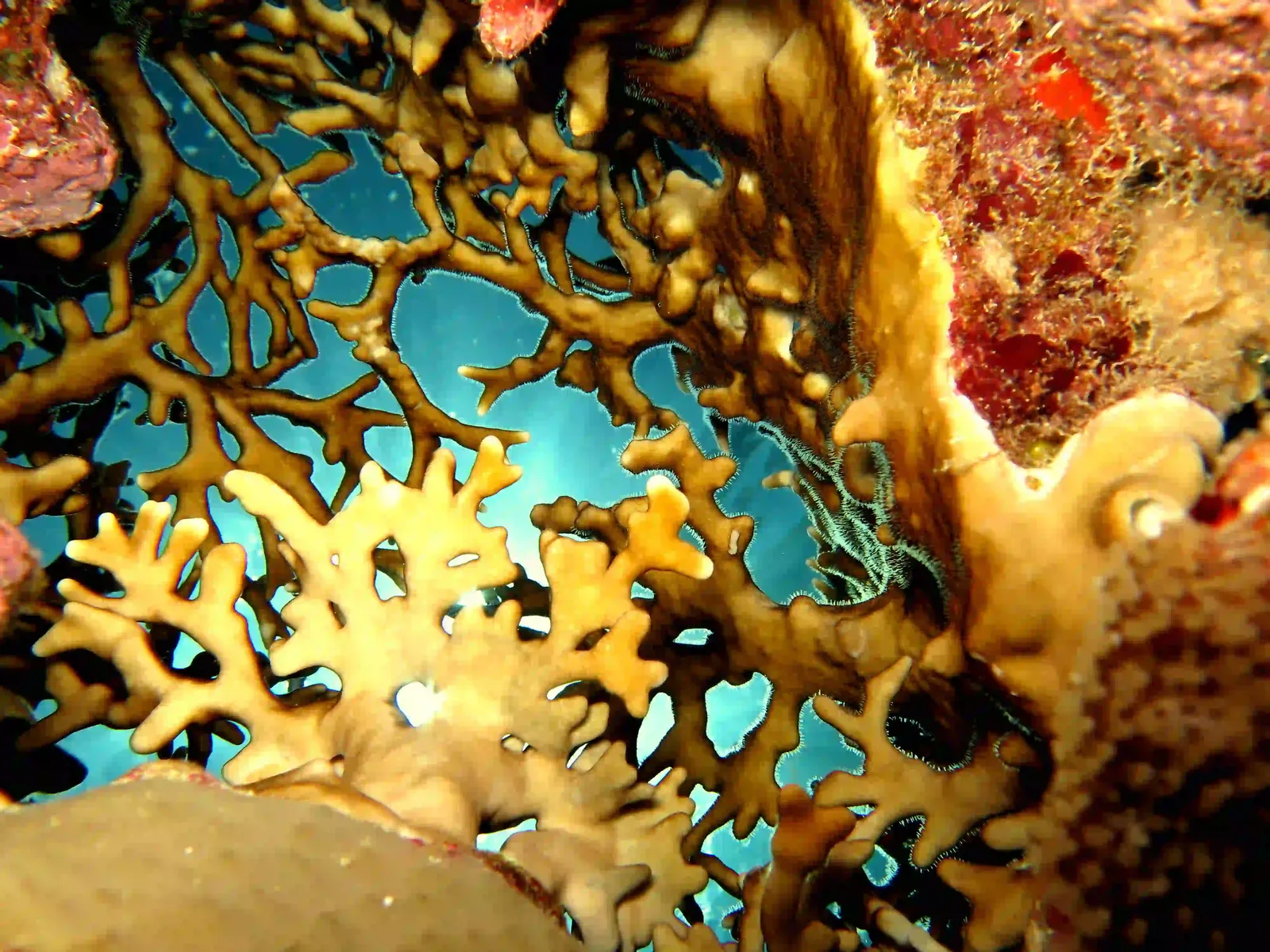 Shore diving in Sharm El Sheikh — photo 7