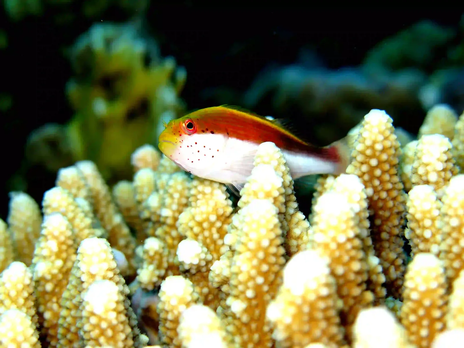 Shore diving in Sharm El Sheikh — photo 8