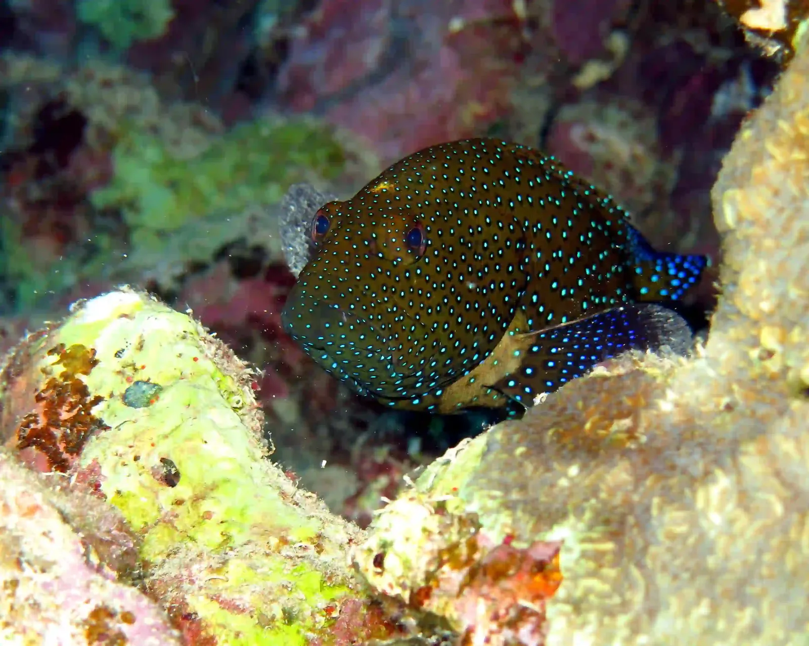 Shore diving in Sharm El Sheikh — photo 9
