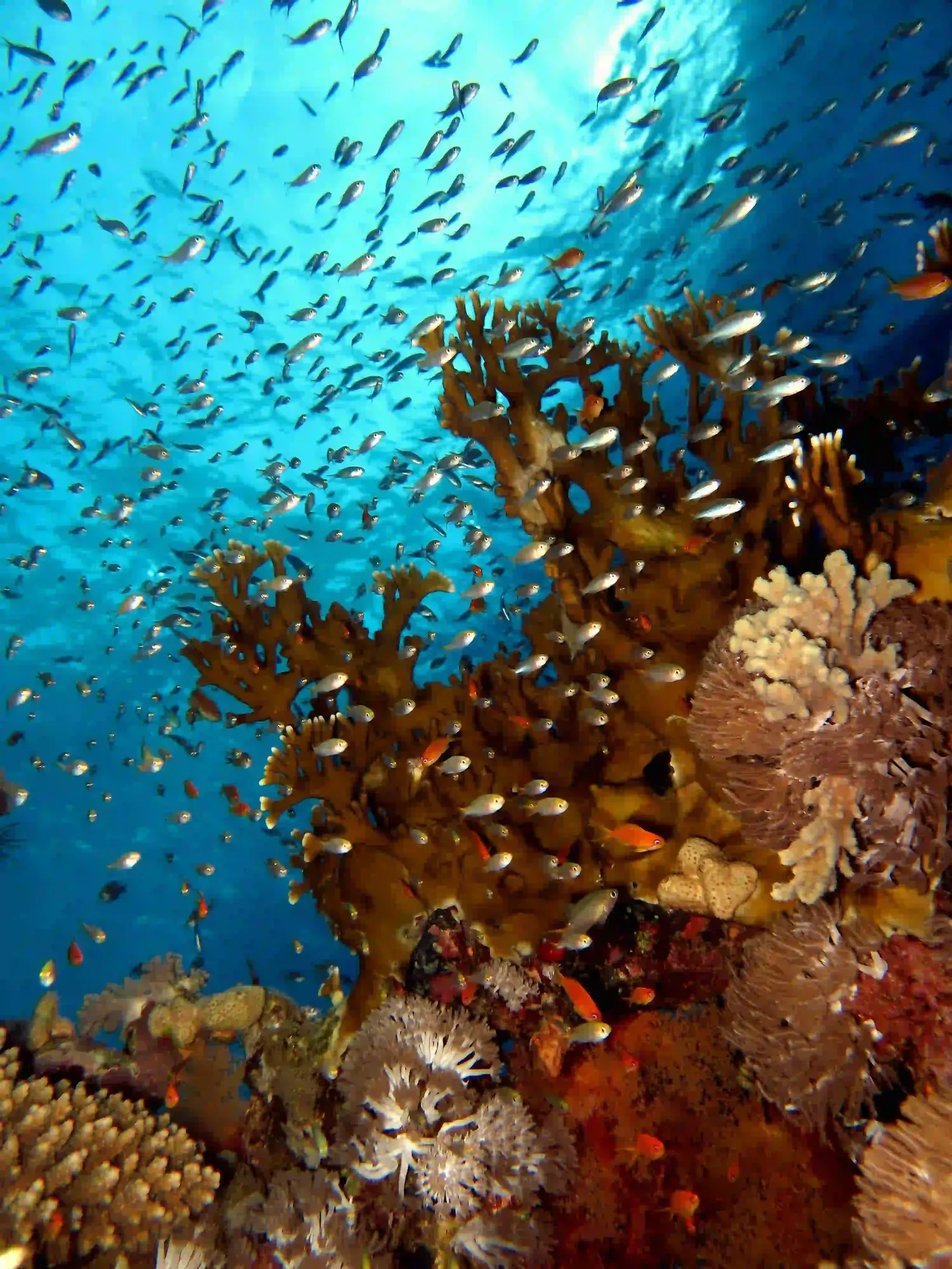Shore diving in Sharm El Sheikh — photo 10