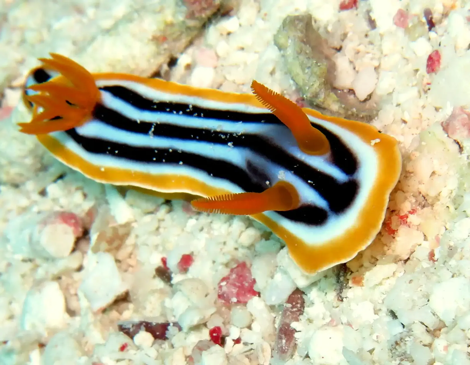 Shore diving in Sharm El Sheikh — photo 11