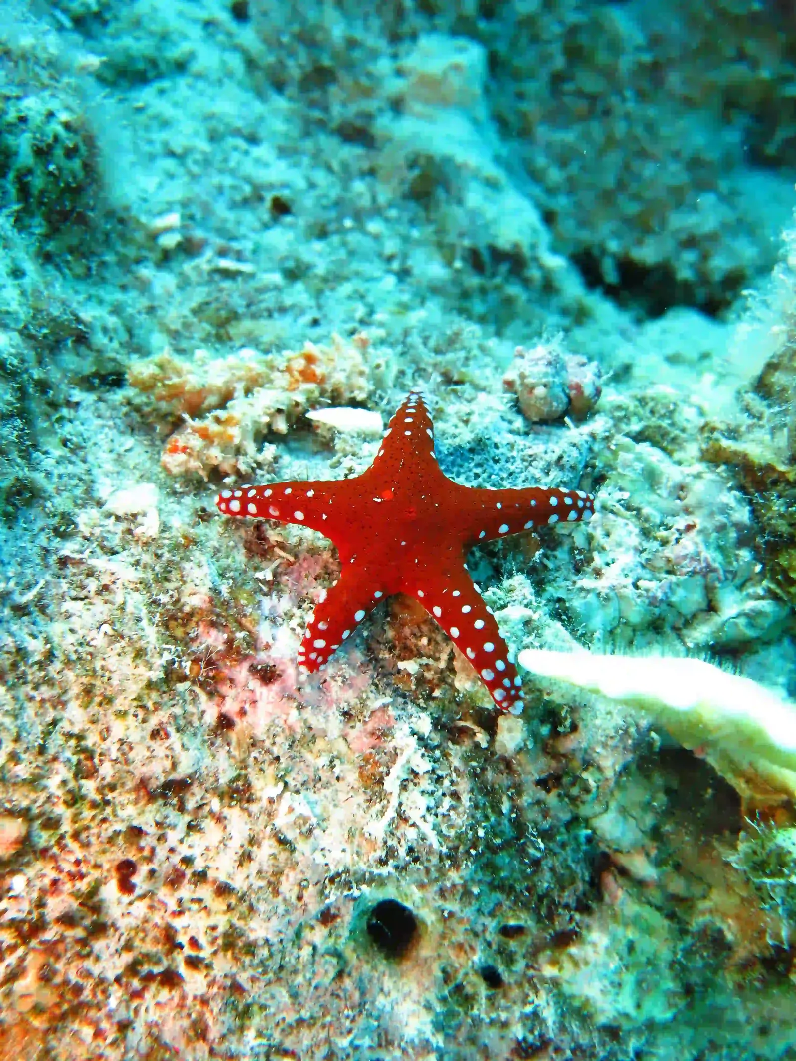 Shore diving in Sharm El Sheikh — photo 12