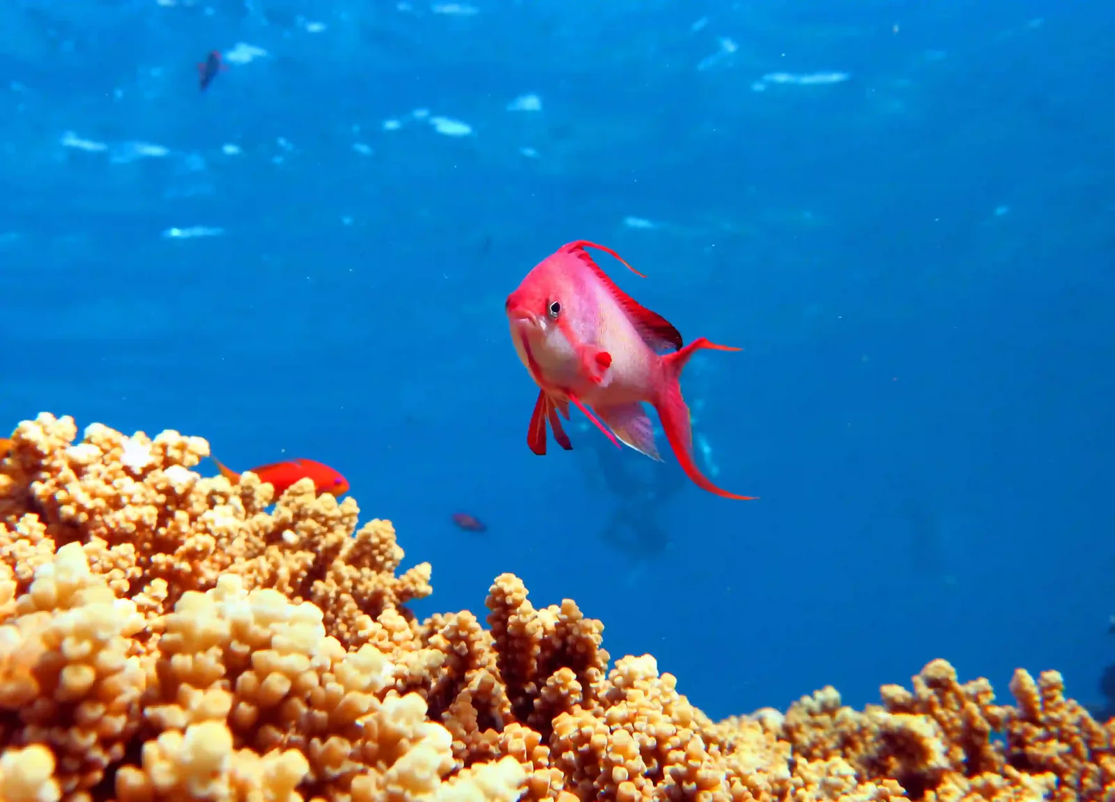 Shore diving in Sharm El Sheikh — photo 14