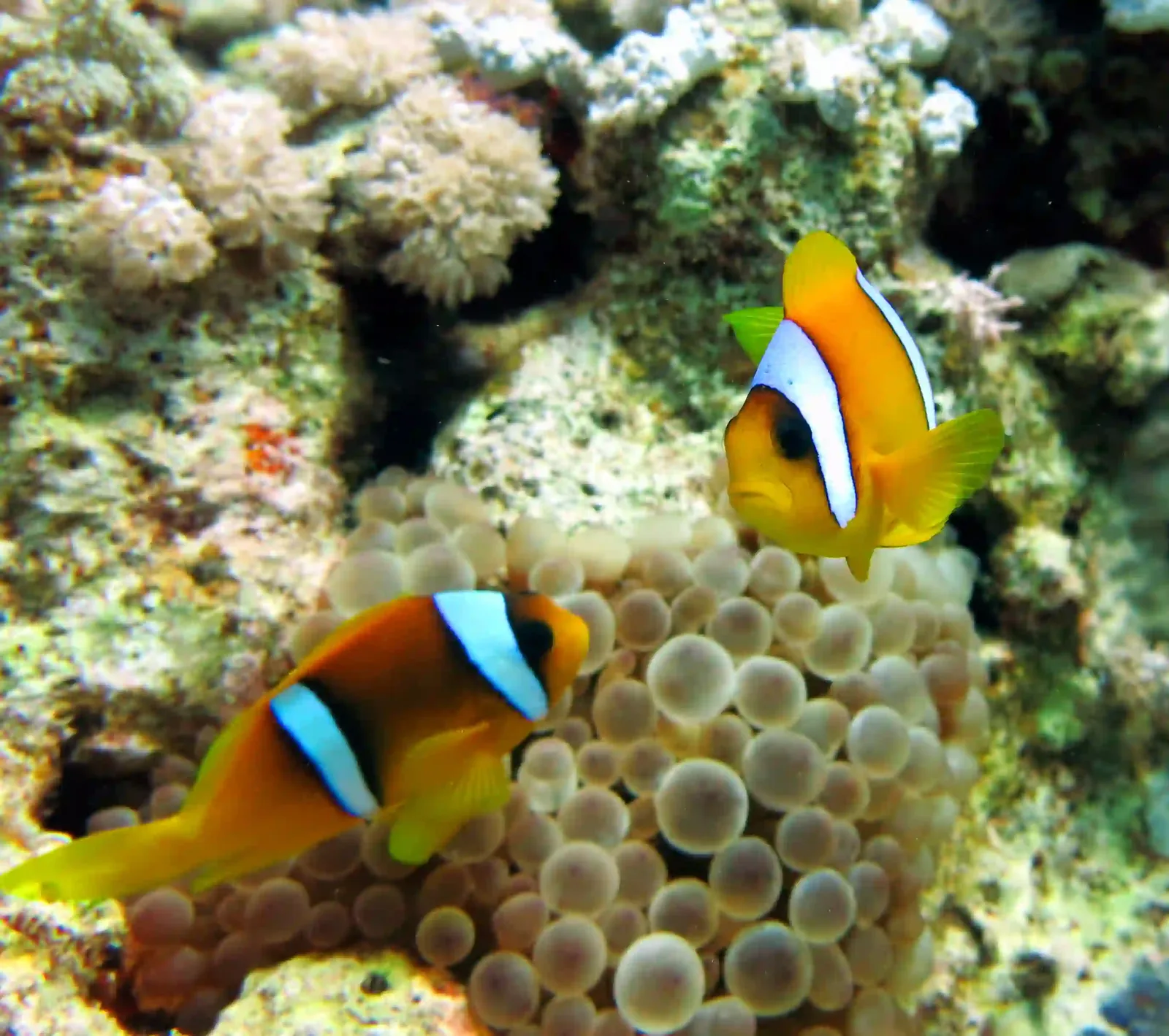 Shore diving in Sharm El Sheikh — photo 15