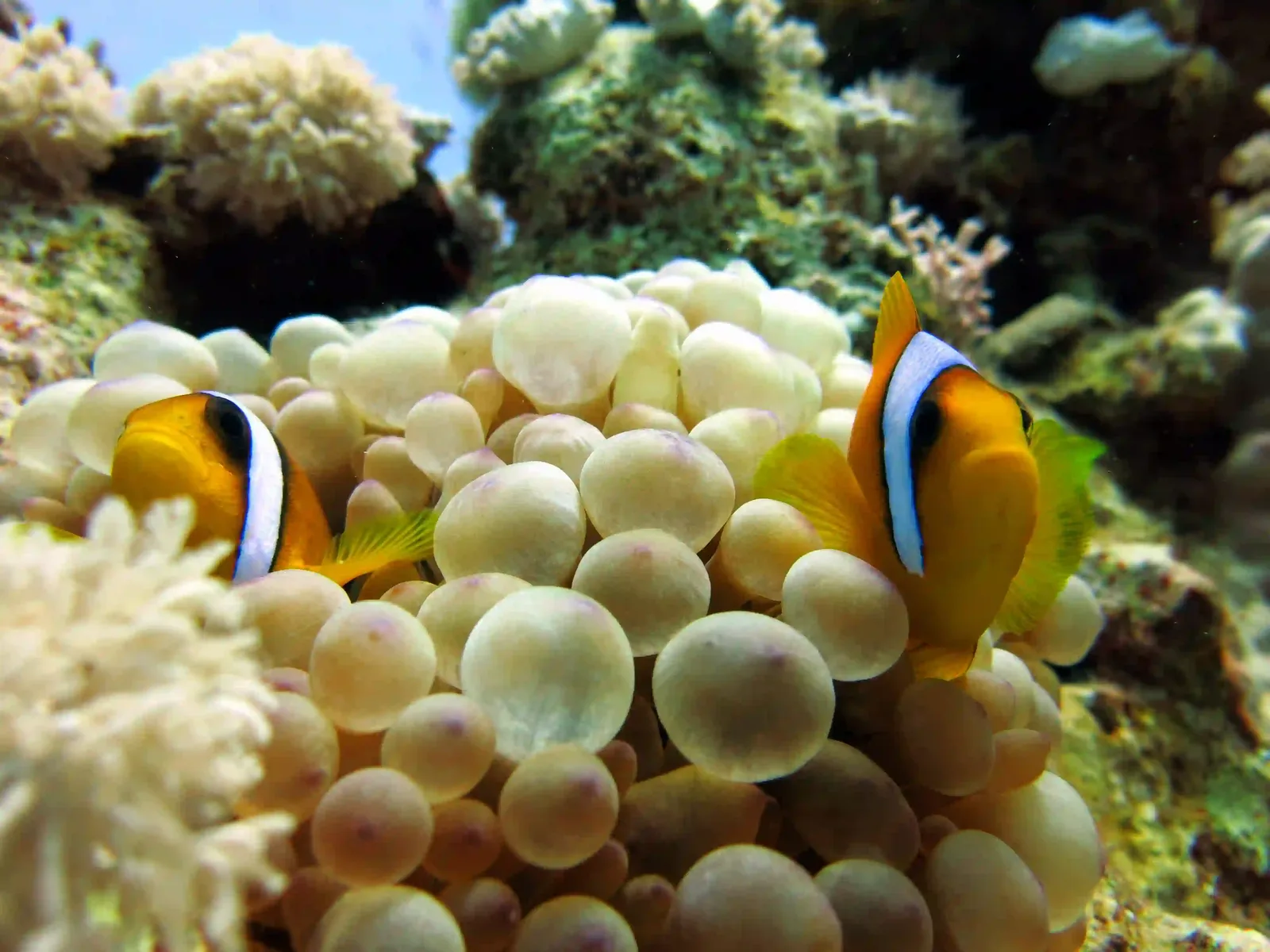 Shore diving in Sharm El Sheikh — photo 16