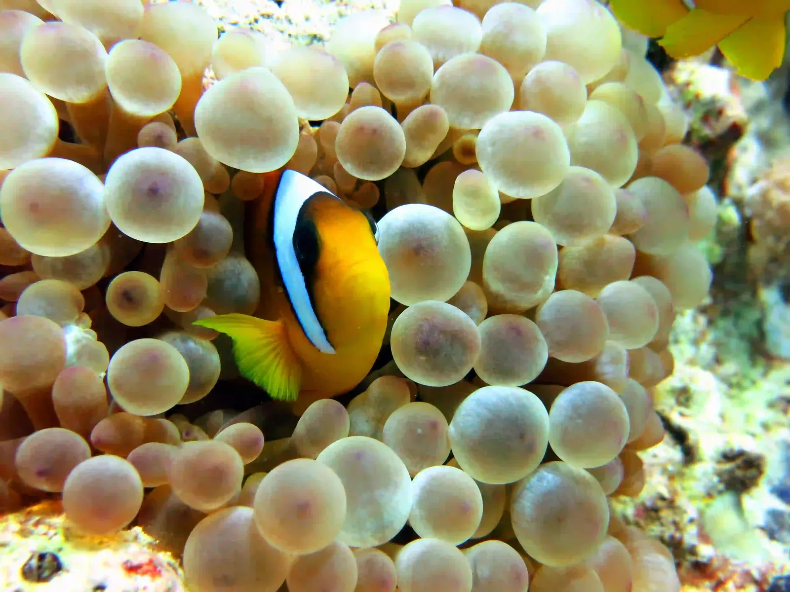 Shore diving in Sharm El Sheikh — photo 17