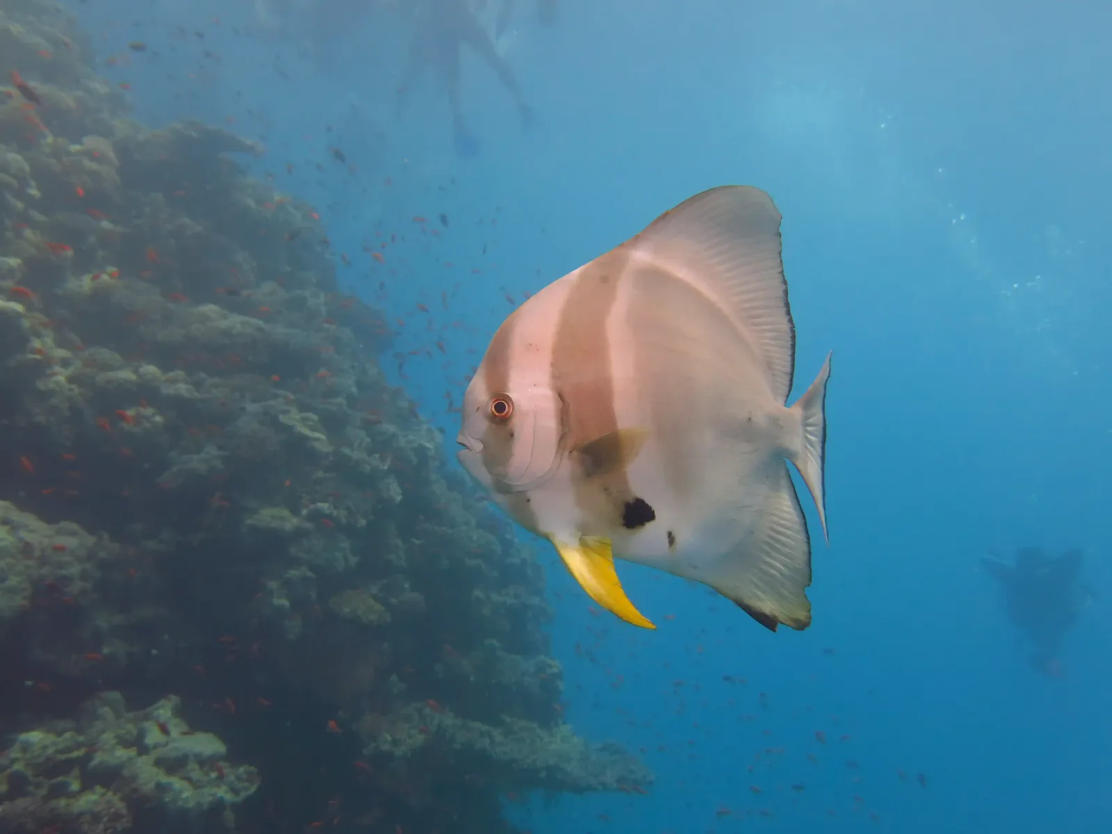 Shore diving in Sharm El Sheikh — photo 18