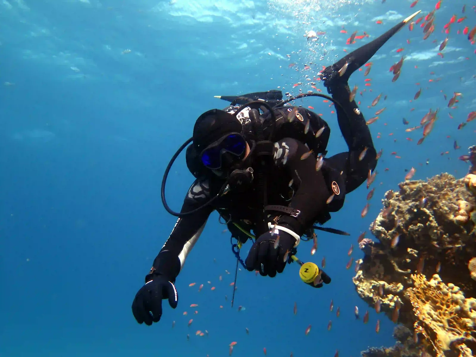 Shore diving in Sharm El Sheikh — photo 19