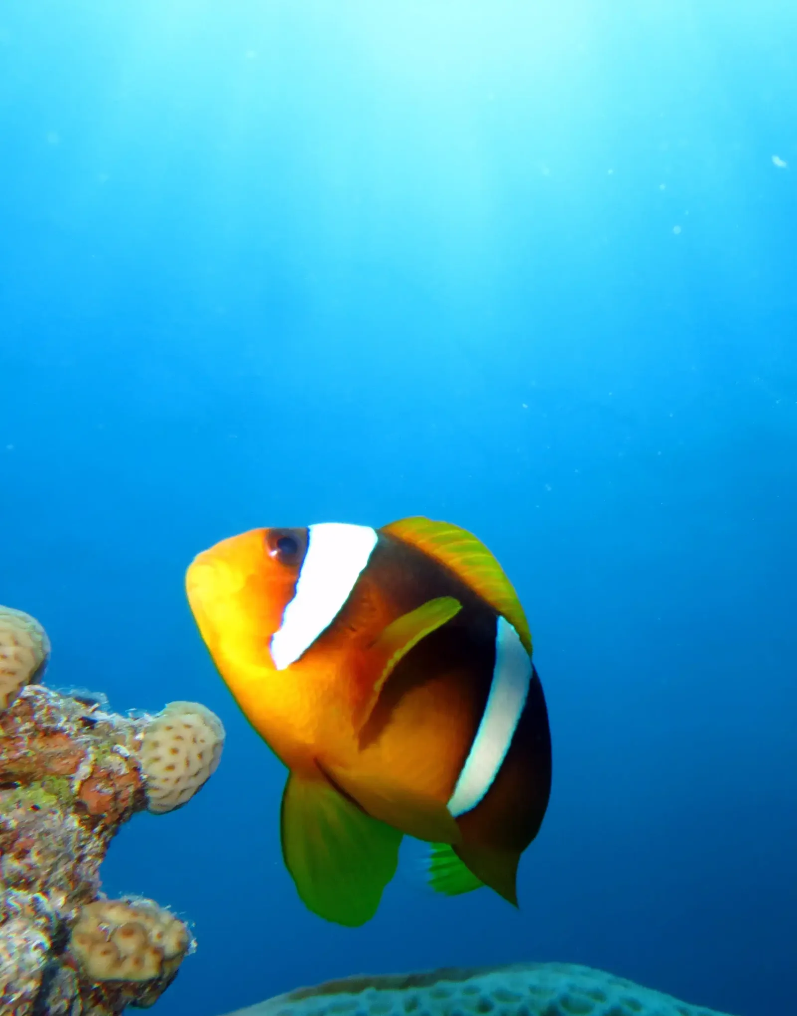Shore diving in Sharm El Sheikh — photo 20