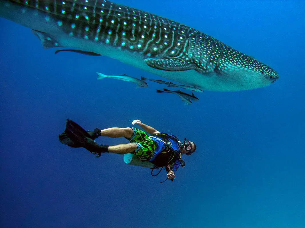 Shore diving in Sharm El Sheikh — photo 21