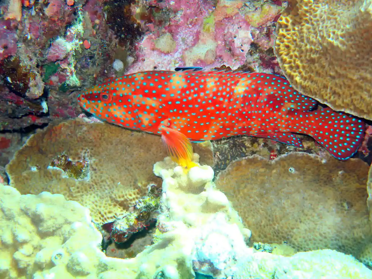 Shore diving in Sharm El Sheikh — photo 22