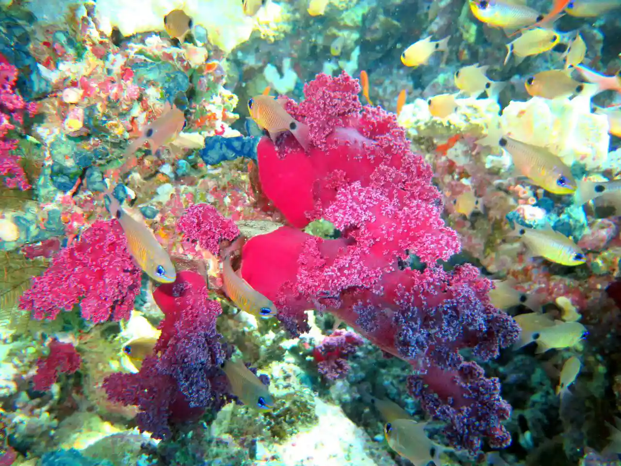 Shore diving in Sharm El Sheikh — photo 23