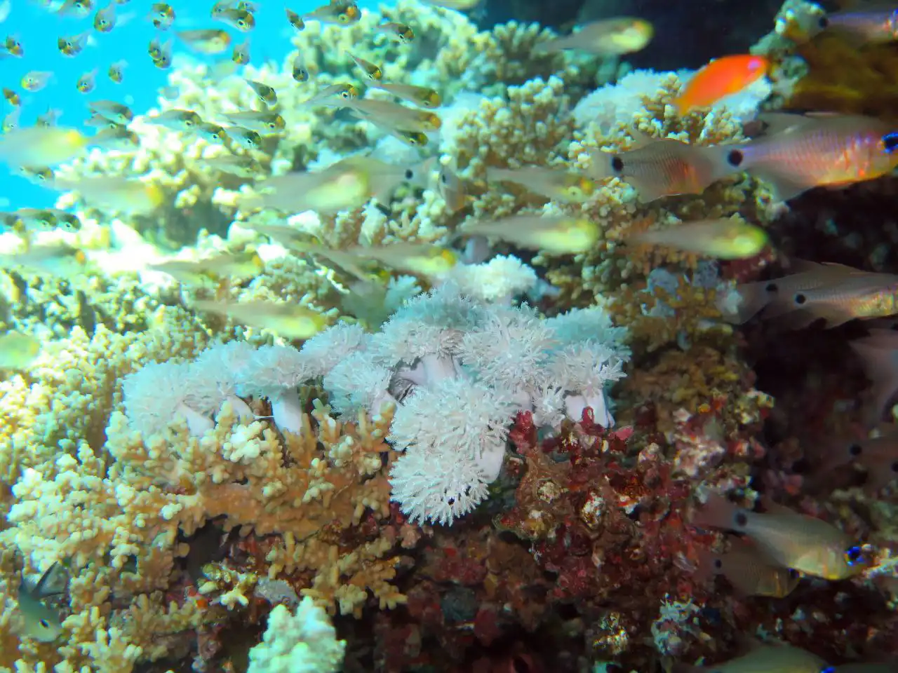 Shore diving in Sharm El Sheikh — photo 24