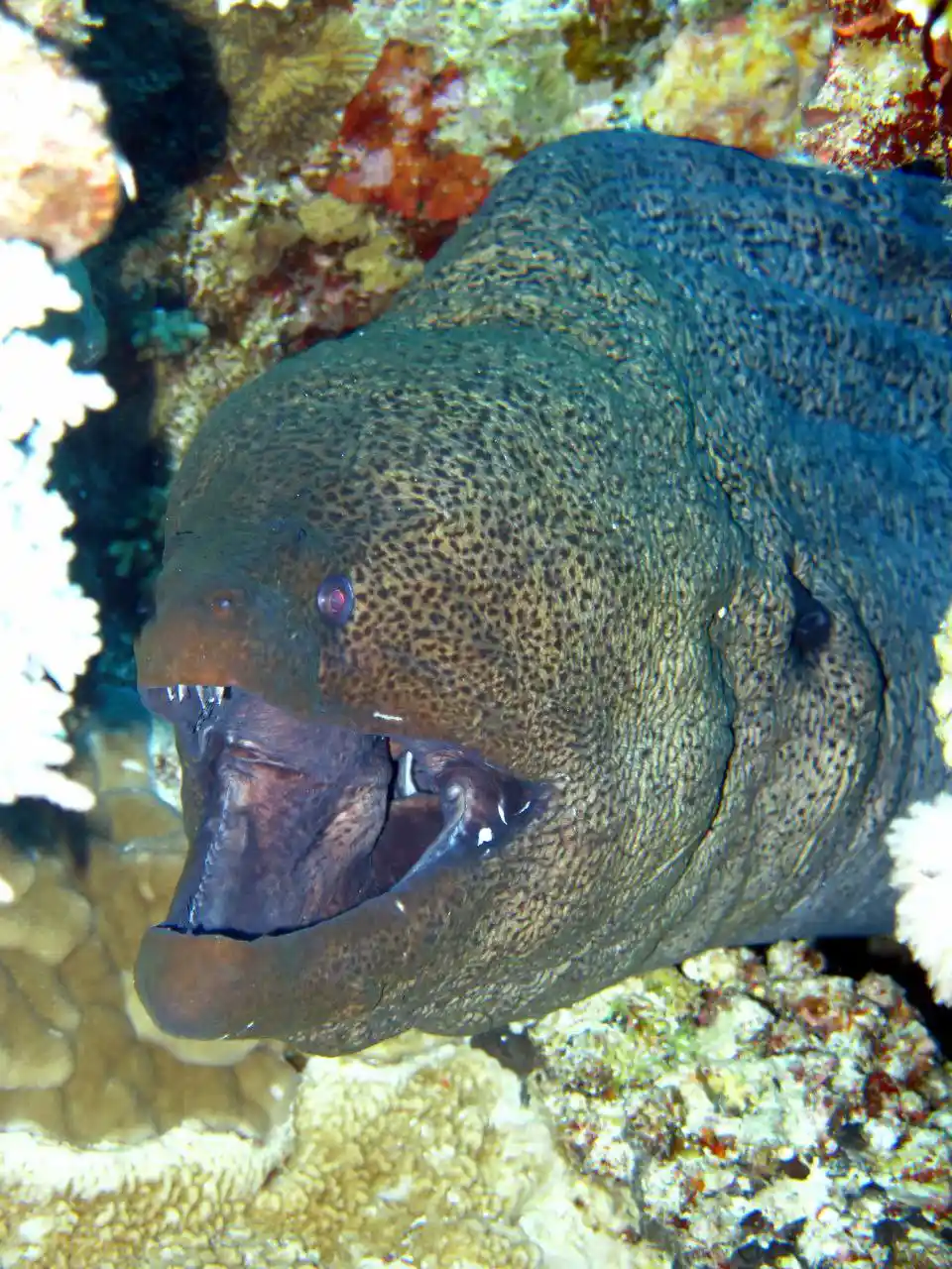 Shore diving in Sharm El Sheikh — photo 25