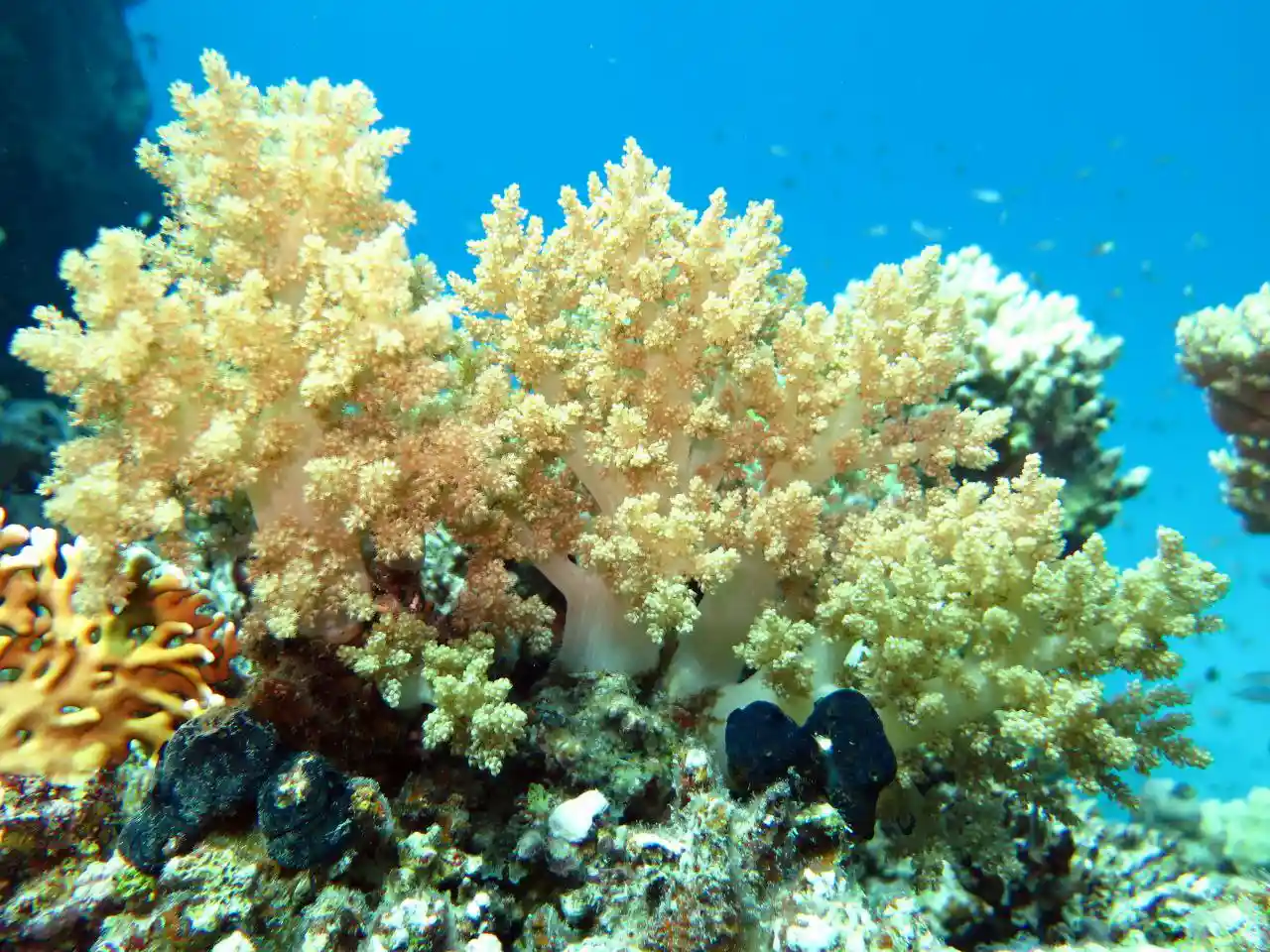 Shore diving in Sharm El Sheikh — photo 26