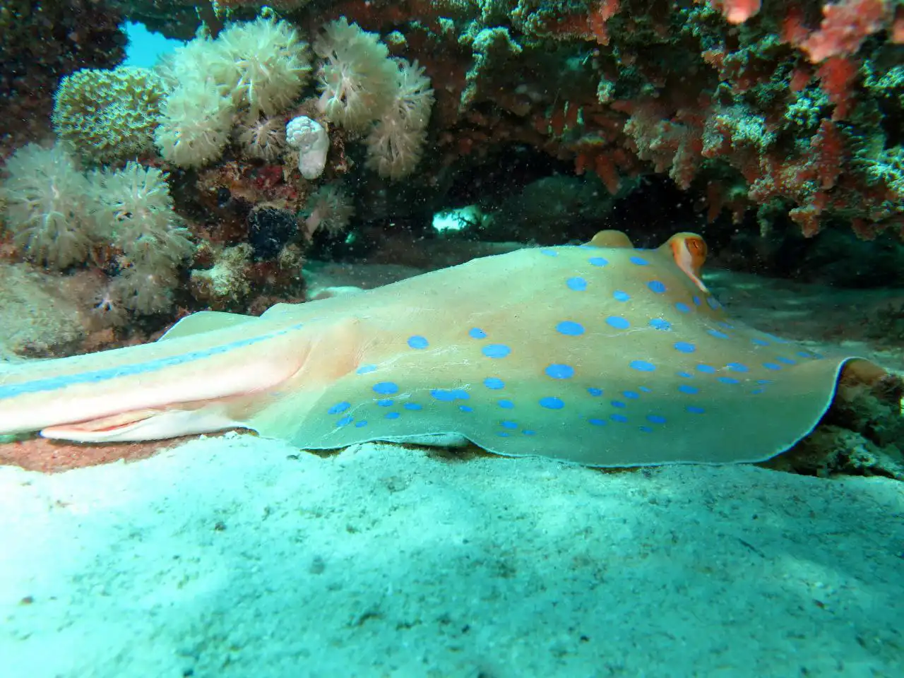 Shore diving in Sharm El Sheikh — photo 27
