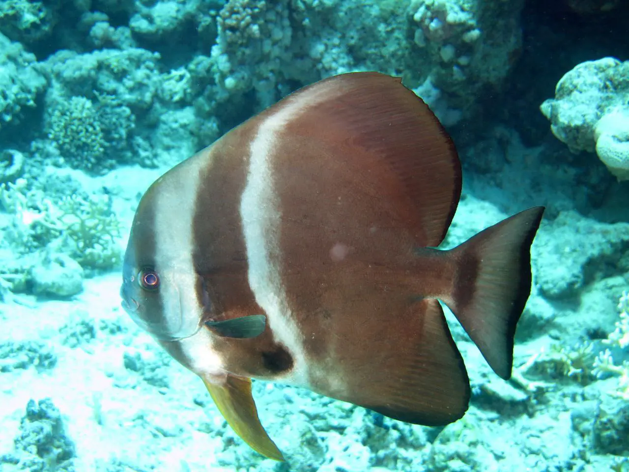 Shore diving in Sharm El Sheikh — photo 28