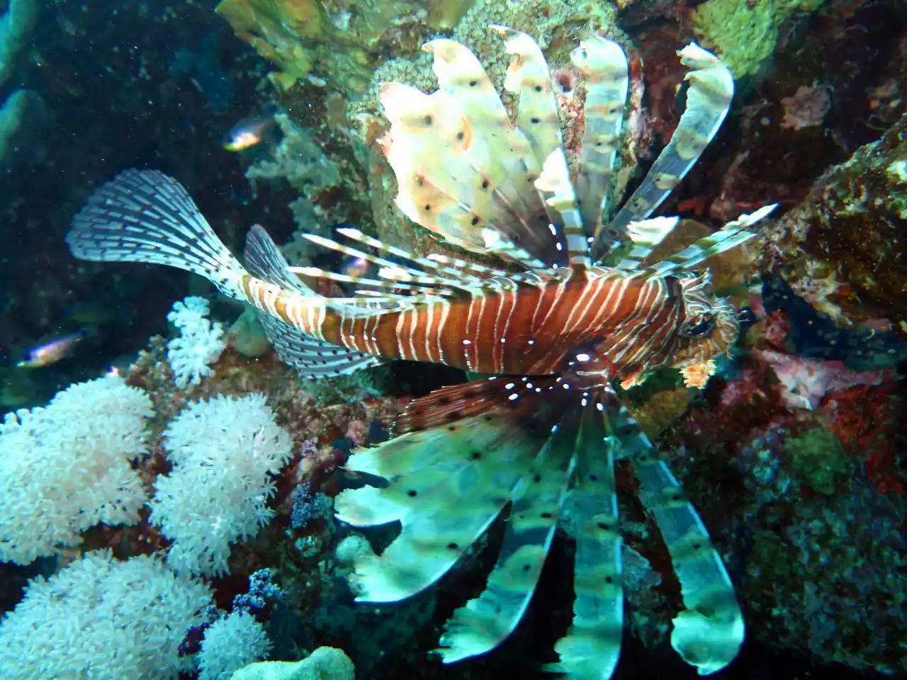 Shore diving in Sharm El Sheikh — photo 29