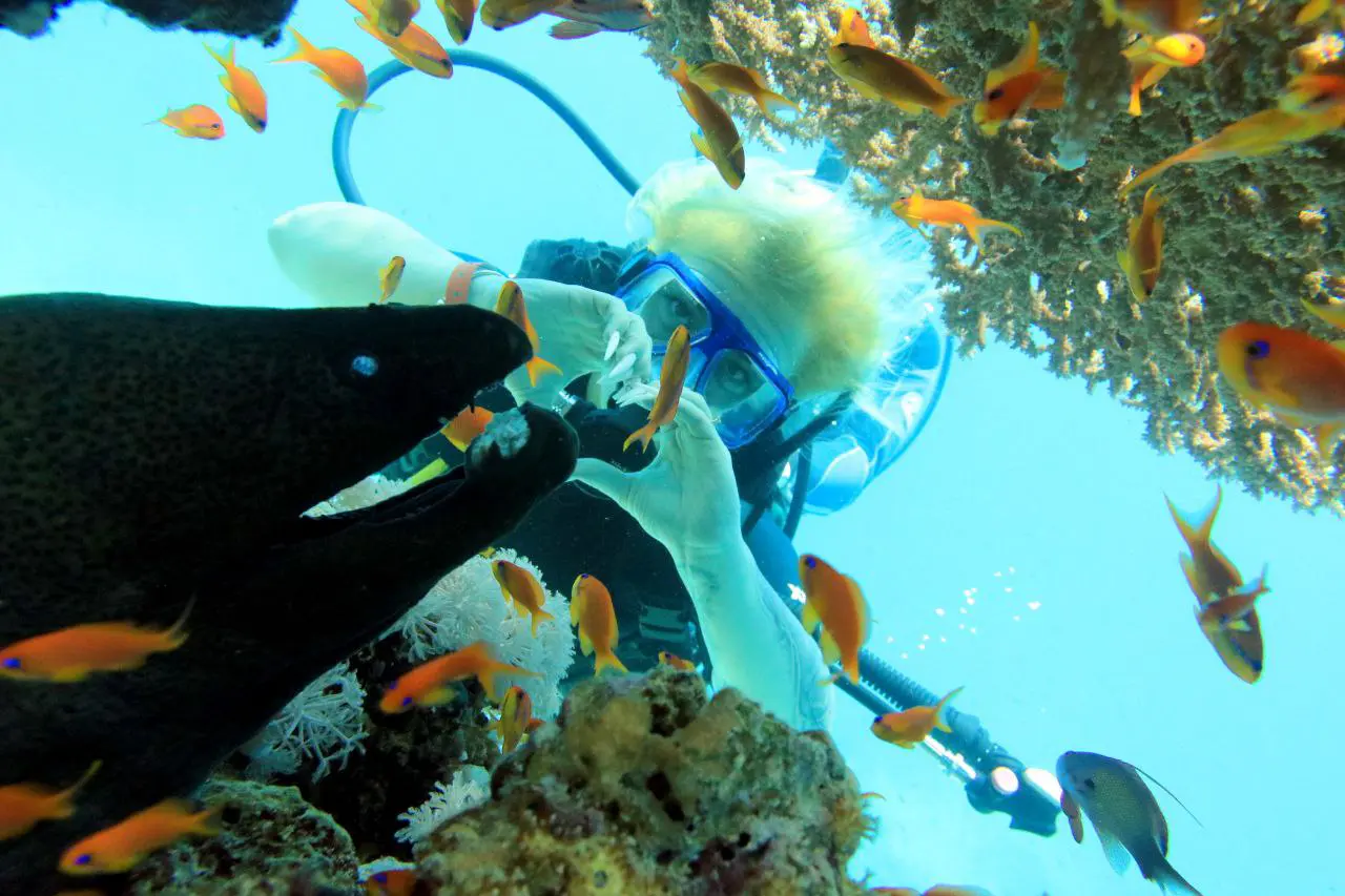 Shore diving in Sharm El Sheikh — photo 30