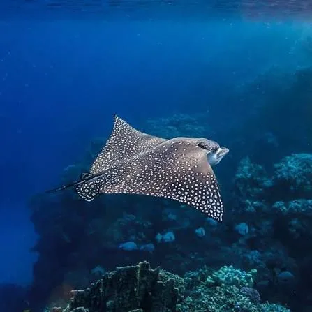Shore diving in Sharm El Sheikh — photo 31