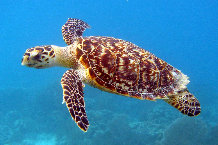 Shore diving in Sharm El Sheikh — photo 32
