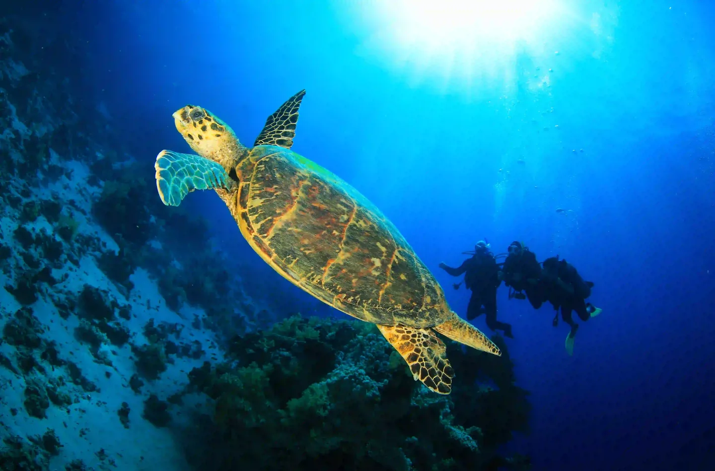 Shore diving in Sharm El Sheikh at The Wave Diving Center