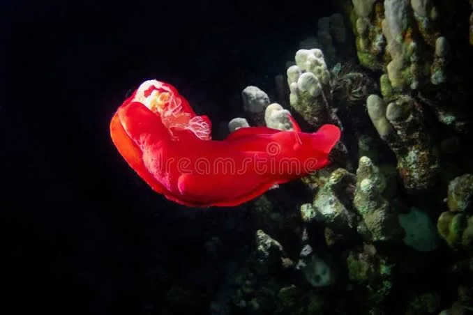 Night dive in Sharm El Sheikh — photo 17