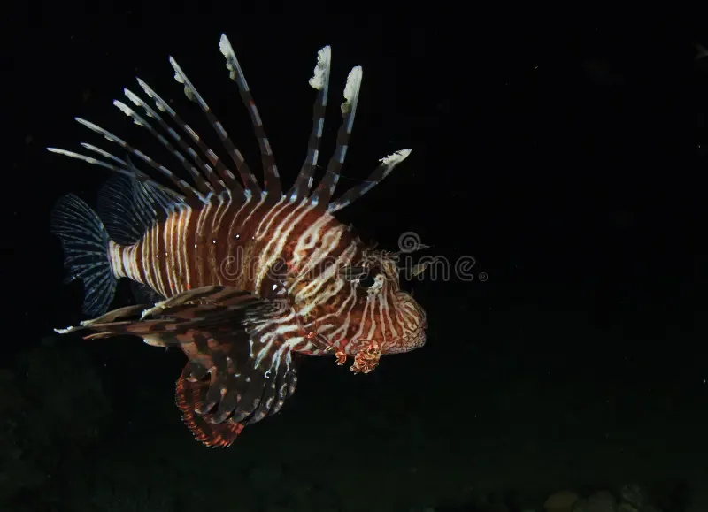Night dive in Sharm El Sheikh — photo 18