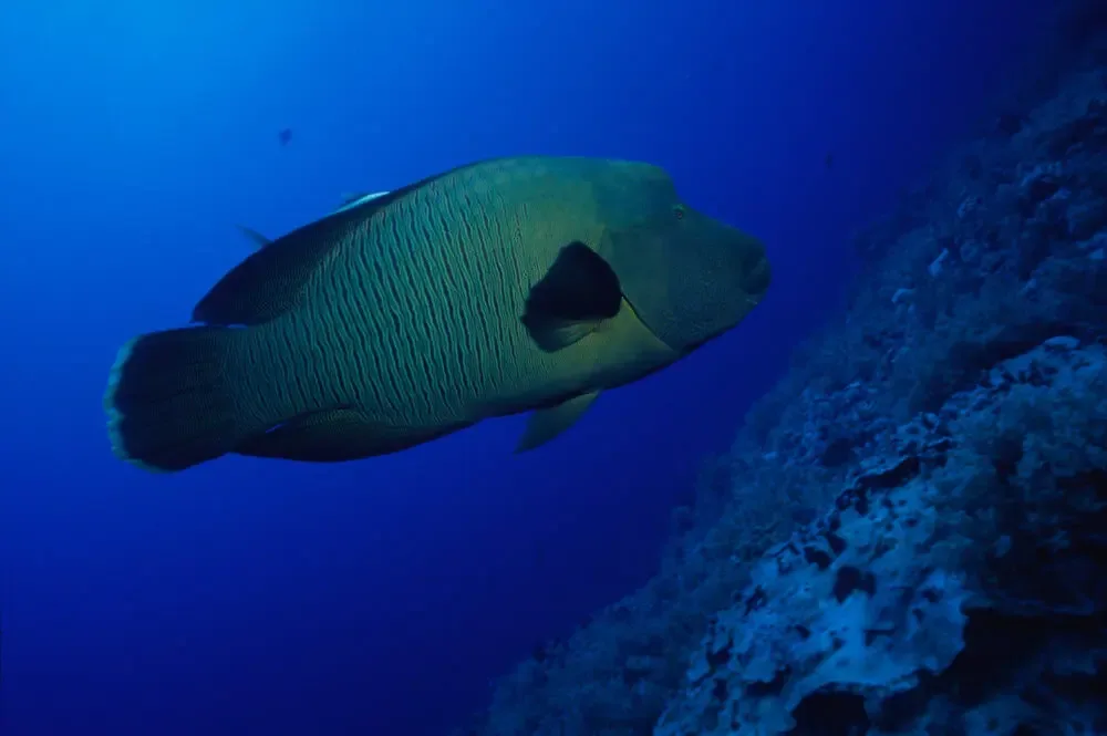 Night dive in Sharm El Sheikh — photo 19