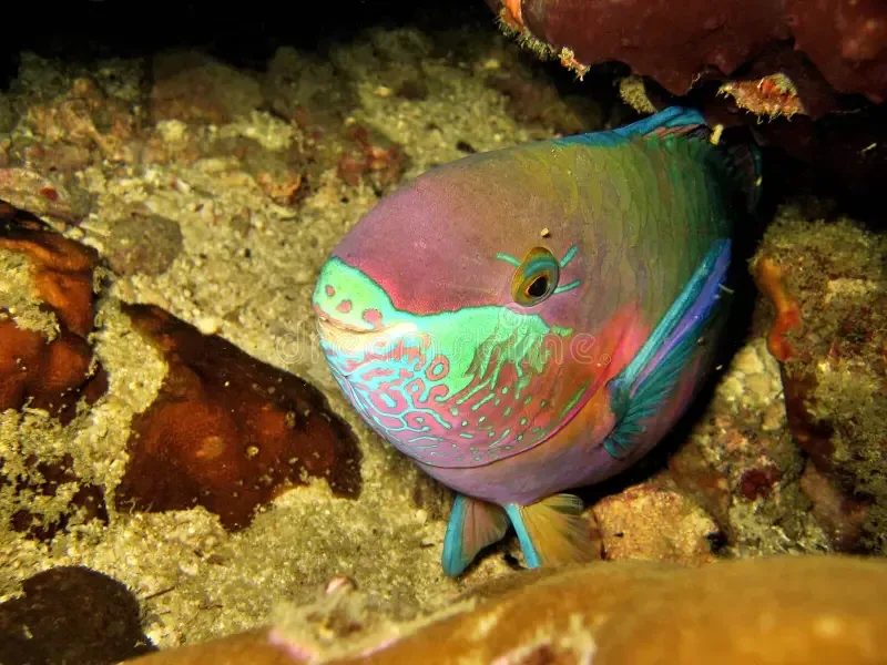 Night dive in Sharm El Sheikh — photo 21