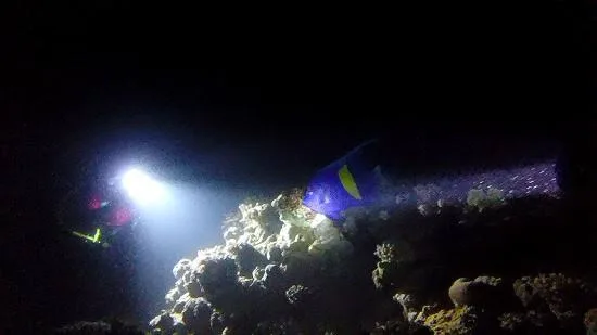 Night dive in Sharm El Sheikh — photo 7