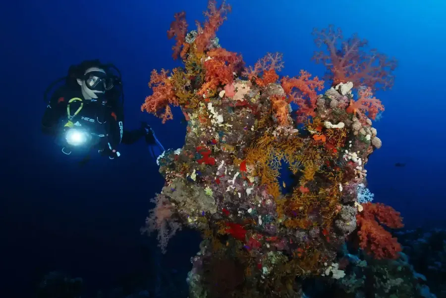 Night dive in Sharm El Sheikh — photo 8