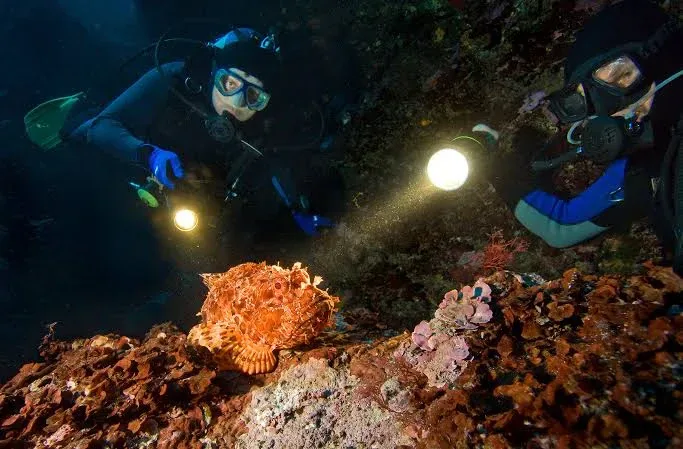 Night dive in Sharm El Sheikh — photo 9
