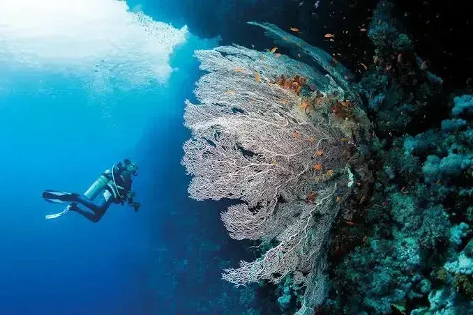 Night dive in Sharm El Sheikh — photo 12