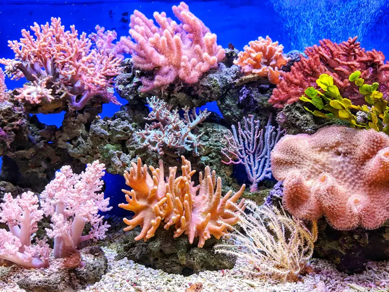 Пролив Тиран, Красное море
